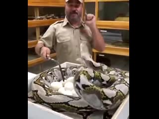 reticulated python guards masonry