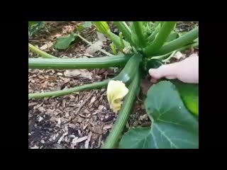 zucchini in beauty pussy