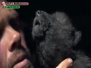 a man teaches howl super-cute wolf cub))))))))))))))))))