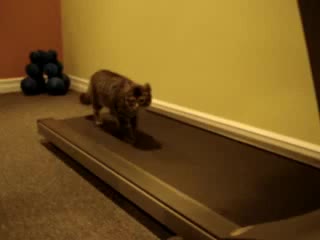 cats on the treadmill, i cried =)